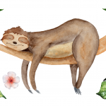 sloth sleeps on branch