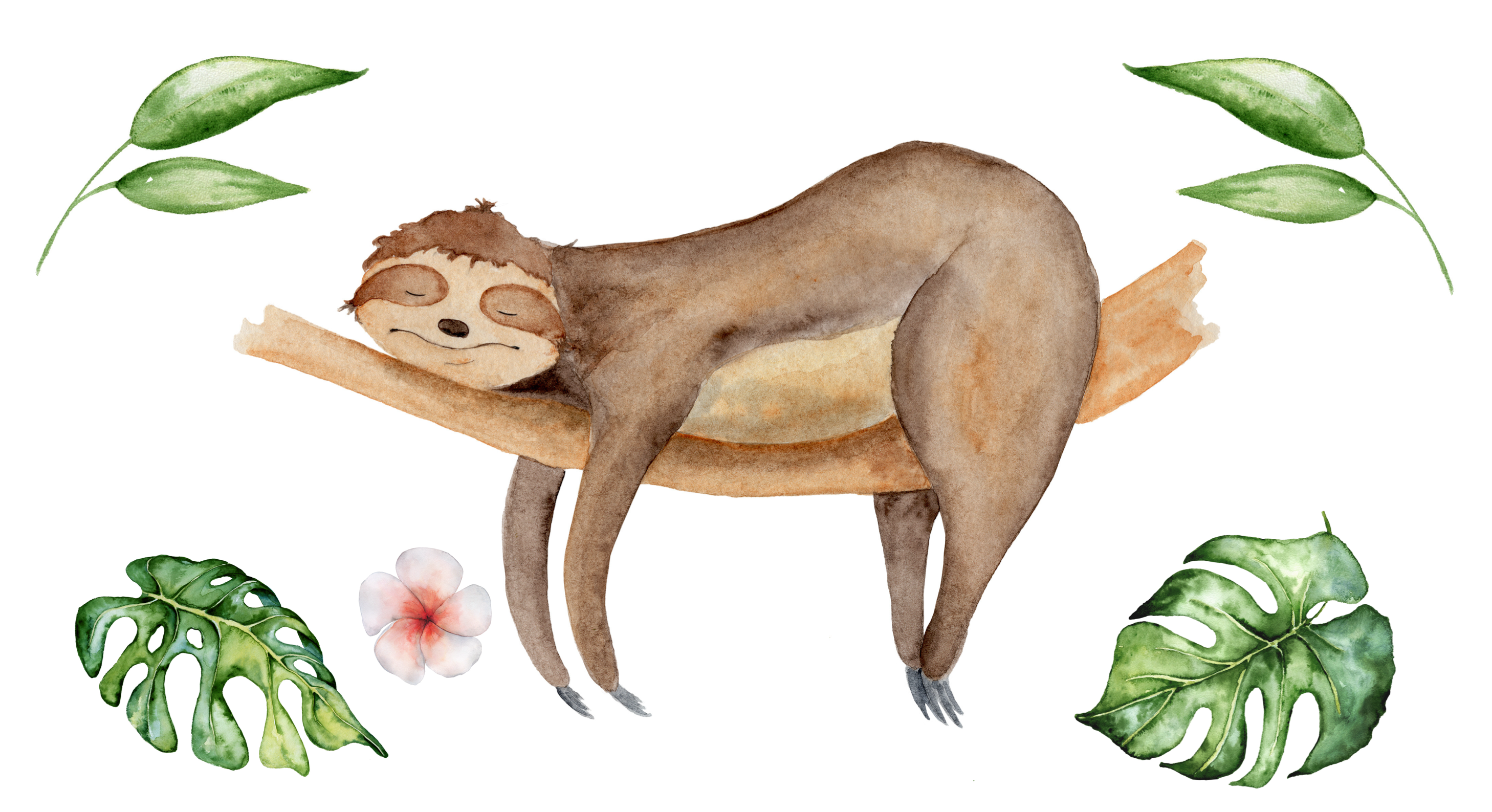 sloth sleeps on branch
